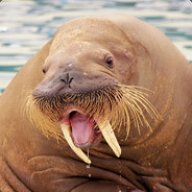 Merry walrus