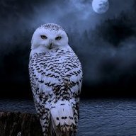 {BS}White_Owl