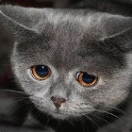 Котейка