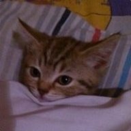 ๖ۣۣۜKitty