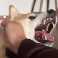 Япис