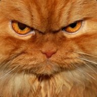 Angry cat