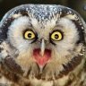 sych [ Novux.ru ]