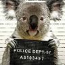 ✪KoalaWanted✪ Novux.ru