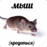 ^900 Крыса(крадется