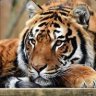 STigerS