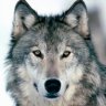 BigWolf
