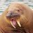 Merry walrus