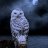{BS}White_Owl