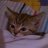 ๖ۣۣۜKitty