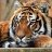 STigerS