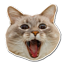 :kot: